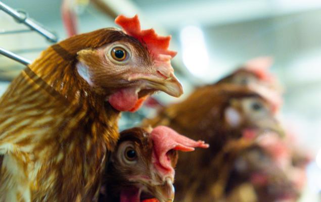 Tyson Foods (TSN) Rallies 15% in 6 Months: Key Growth Drivers