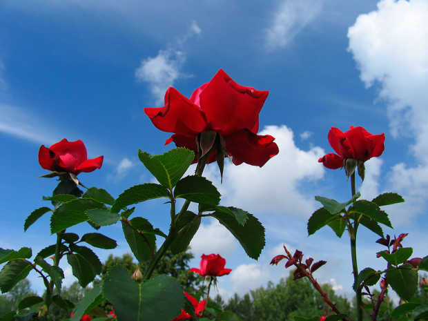 Coming Up Late-Summer Roses: Fed Rates, Jobless Claims and More