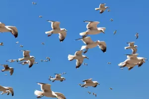 Why Investors Are Flocking to Money Market Funds