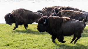 5 Stocks to Buy Ahead of Earnings Results This Month